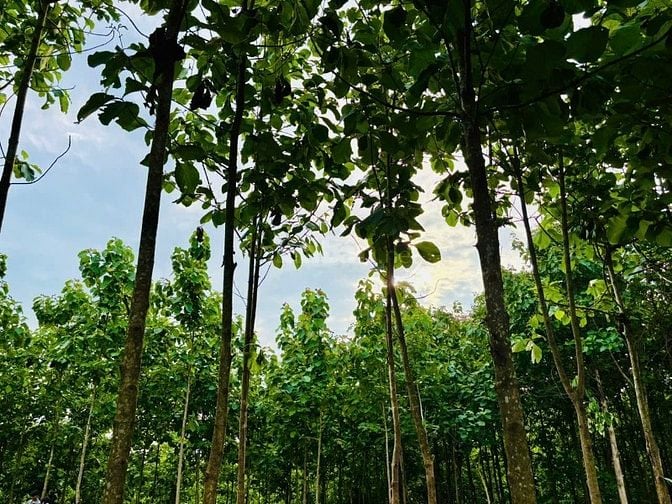 SIÊU PHẨM ĐẤT VƯỜN NGHỈ DƯỠNG GIÁ RẺ BẤT NGỜ CHỈ 900 TRIỆU/SÀO