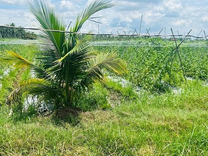 1000m2 có thổ cư 380tr, còn lại trả dần, chỉ có tại Long An