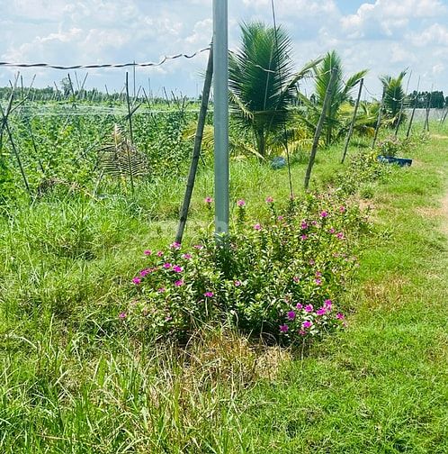 1000m2 có thổ cư 380tr, còn lại trả dần, chỉ có tại Long An