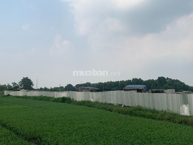 Bán đất Thới Tam Thôn Hóc Môn 