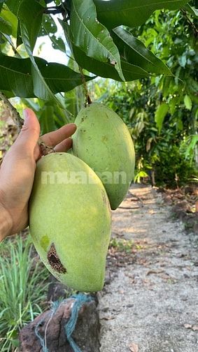 1 sào đất vườn view sông La Ngà, trái cây đủ loại