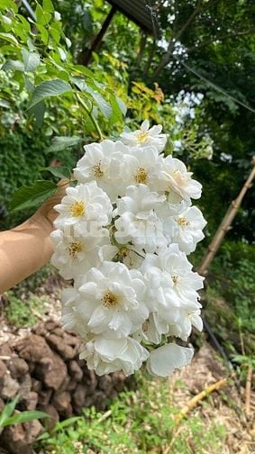 1 sào đất vườn view sông La Ngà, trái cây đủ loại