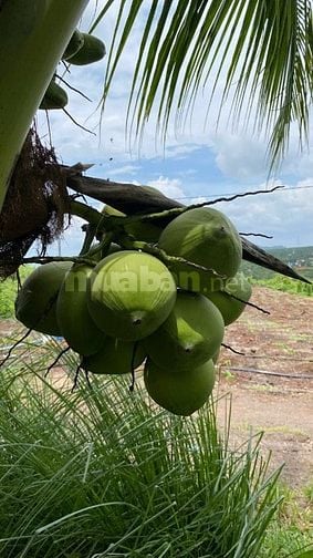 1 sào đất vườn view sông La Ngà, trái cây đủ loại