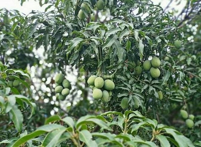 GÓC VÀNG” ĐẤT GẦN CAO TỐC, SÔNG LA NGÀ, QUỐC LỘ 20 GIÁ CHỈ 990 TRIỆU