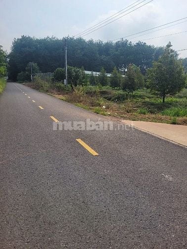 Cần bán vườn sầu riêng 500m2 giá 490tr mặt tiền đường nhựa 