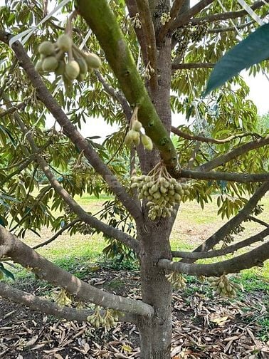 Cần bán vườn sầu riêng 500m2 giá 490tr mặt tiền đường nhựa 