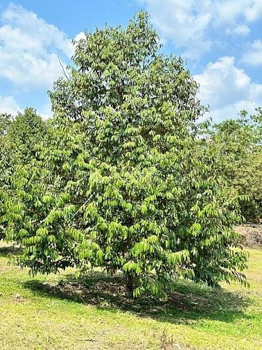 Cần bán vườn sầu riêng 500m2 giá 490tr mặt tiền đường nhựa 