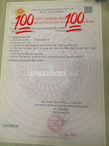 ĐẤT ĐẸP (5X50) 250M-(50TC)-KCN QUANG MINH-299TR