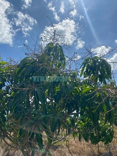 BÁN VƯỜN XOÀI ĐANG THU HOẠCH TẠI XÃ SÔNG BÌNH, BẮC BÌNH, BÌNH THUẬN