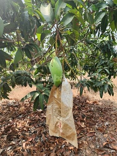 BÁN VƯỜN XOÀI ĐANG THU HOẠCH TẠI XÃ SÔNG BÌNH, BẮC BÌNH, BÌNH THUẬN