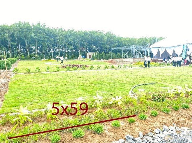 CHÍNH CHỦ BÁN ĐẤT THỔ CƯ MẶT TIỀN 5x59m, 297 m2, SHR