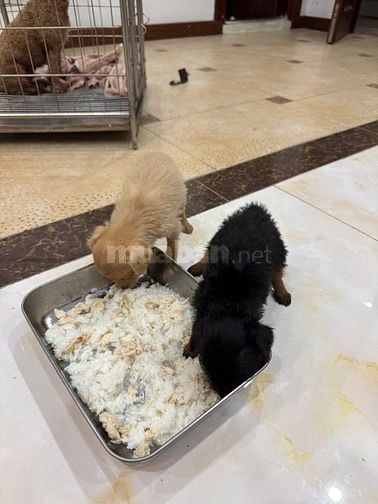 Cần bán 3 em chó. Giá sinh viên. Thuỵ Khuê. Tây hồ. HN