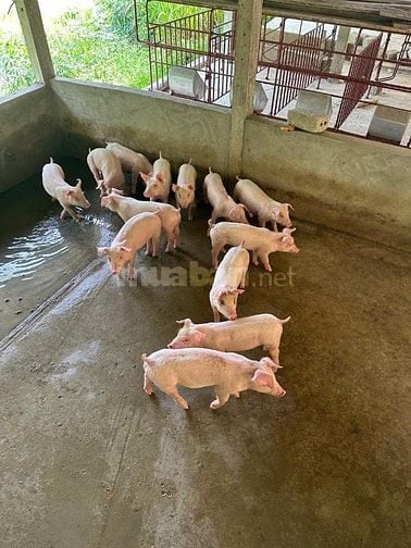 Bán heo giống nuôi vườn gia đình