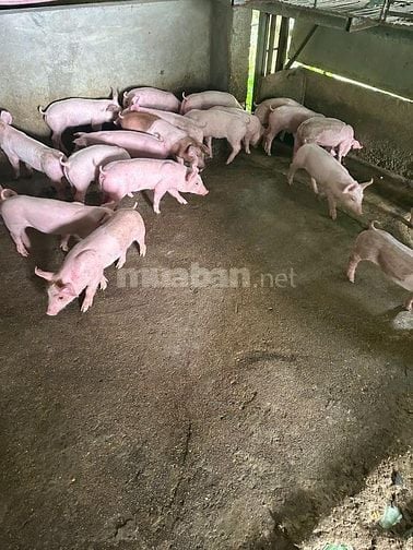 Bán heo giống nuôi vườn gia đình