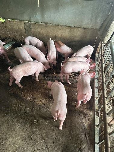 Bán heo giống nuôi vườn gia đình