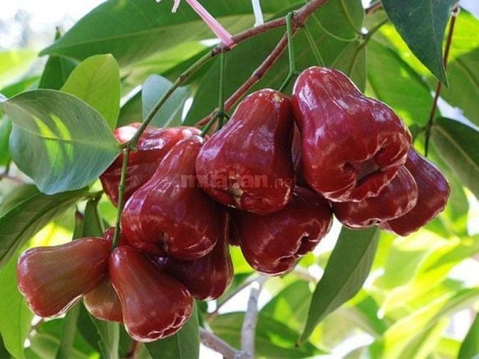 Chủ Định Cư Nước Ngoài Cần Bán Gấp Vườn 3.700m² Gần TP. Long Khánh