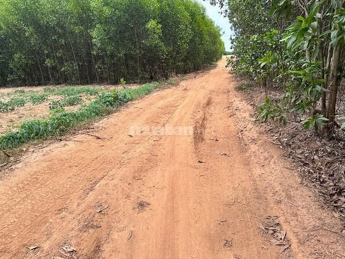 60Tr/1000m2 Định Quán, Thích hợp trồng sầu riêng, cây lâu năm....
