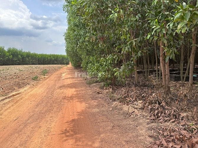 60Tr/1000m2 Định Quán, Thích hợp trồng sầu riêng, cây lâu năm....