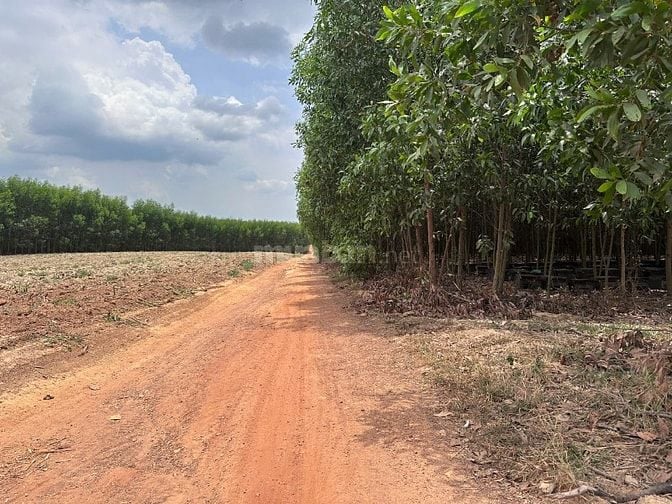 60Tr/1000m2 Định Quán, Thích hợp trồng sầu riêng, cây lâu năm....