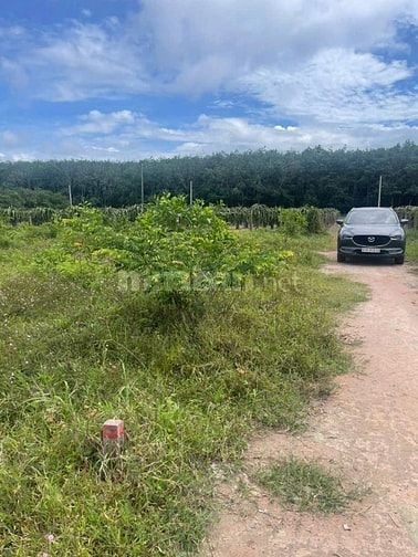 Bán gấp lô đất 1000m2 cách biển Hồ Tràm 10p, QL55 3p giá 1TY200