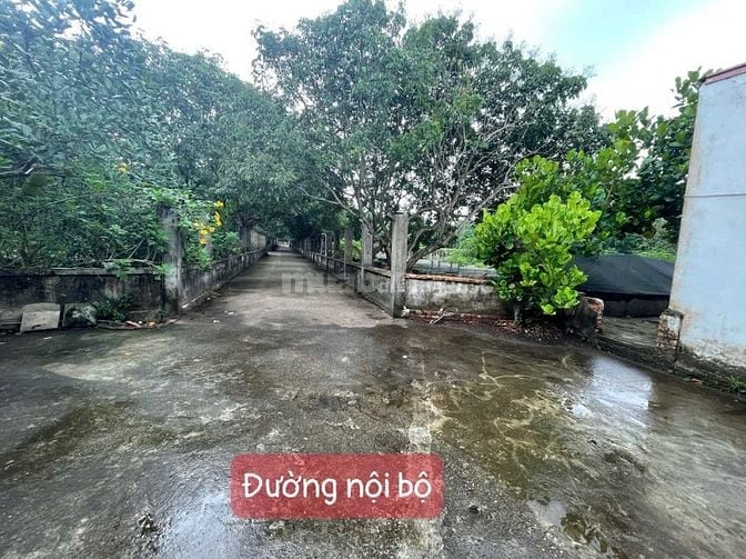 Cho thuê biệt thự nhà vườn 7000m2 tại Đan Phượng, Hà Nội (ráp sông Đáy