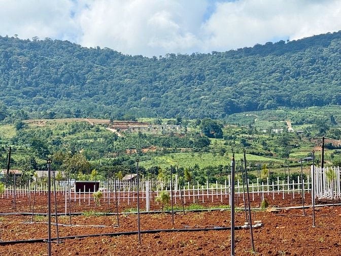 Đất Ven Đà Lạt Giá Chỉ 520 Triệu, SHR, View đồi Thông Mát Mẻ