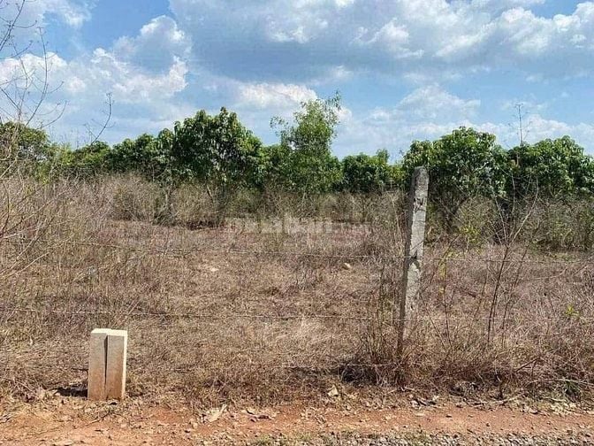chính chủ cần bán 1000m2 đất trồng xoài thái giá rẻ