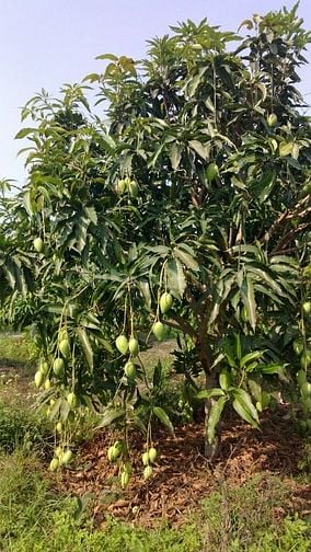 Cần Bán Gấp Vườn Xoài Giá Rẻ 400tr/ 1.000m² Tại Định Quán
