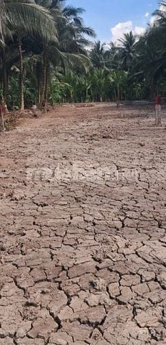 Bán đất 2498m2 thổ ấp Trung Hòa - Trung Hòa - Chợ Gạo - Tiền Giang