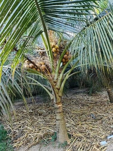 Bán rẻ 1670m2 đất CLN ấp Trung Hòa - Xã Trung Hòa - Huyện Chợ Gạo