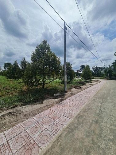 Nhà em có vườn sầu riêng năm 3 gần đến mùa thu hoạch muốn đi gấp
