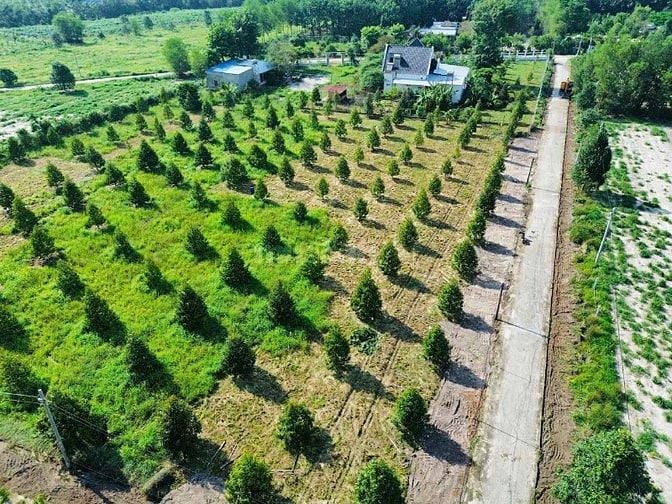 Nhà em có vườn sầu riêng năm 3 gần đến mùa thu hoạch muốn đi gấp