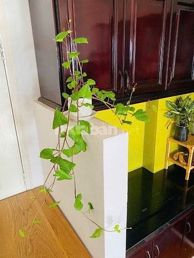 Chung cư Hoa Sư, P7, Phú Nhuận: 50m2, 1pn, nội thất, 8tr/th