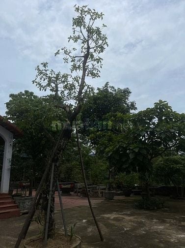 Bán nhà vườn đầy đủ tiện nghi chỉ việc xách vali về ở.