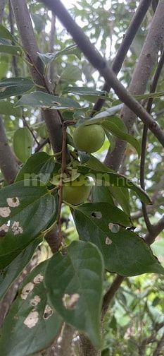 Bán nhà vườn đầy đủ tiện nghi chỉ việc xách vali về ở.
