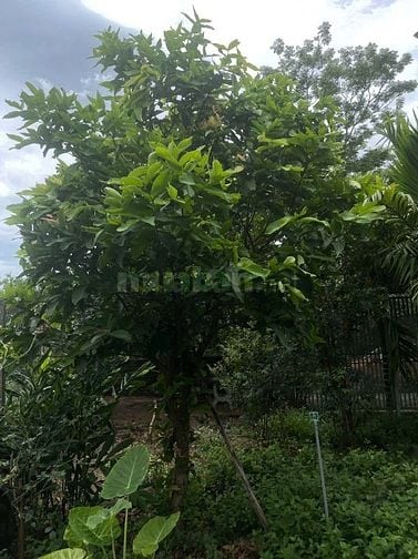 Bán nhà vườn đầy đủ tiện nghi chỉ việc xách vali về ở.