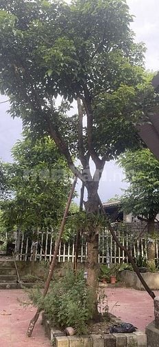 Bán nhà vườn đầy đủ tiện nghi chỉ việc xách vali về ở.