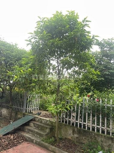 Bán nhà vườn đầy đủ tiện nghi chỉ việc xách vali về ở.