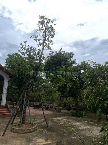 Bán nhà vườn đầy đủ tiện nghi chỉ việc xách vali về ở.