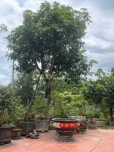 Bán nhà vườn đầy đủ tiện nghi chỉ việc xách vali về ở.