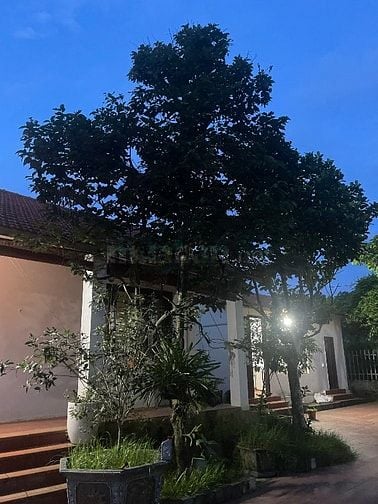 Bán nhà vườn đầy đủ tiện nghi chỉ việc xách vali về ở.