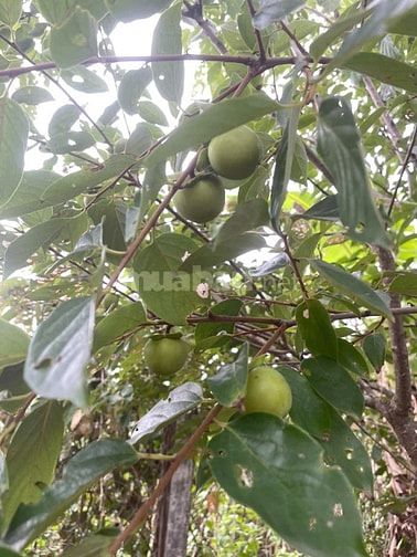 Bán nhà vườn đầy đủ tiện nghi chỉ việc xách vali về ở.