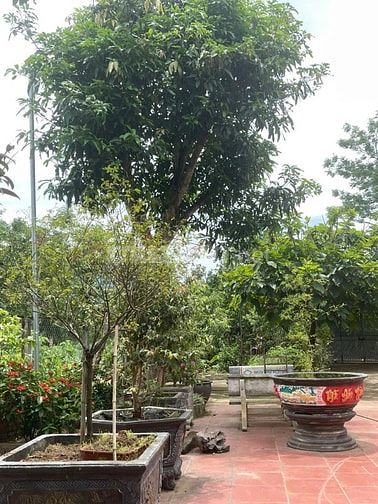 Bán nhà vườn đầy đủ tiện nghi chỉ việc xách vali về ở.