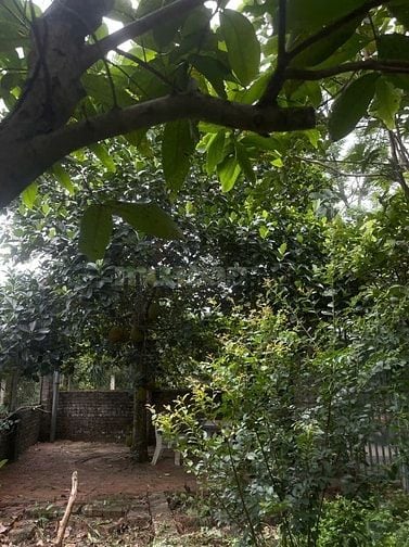 Bán nhà vườn đầy đủ tiện nghi chỉ việc xách vali về ở.