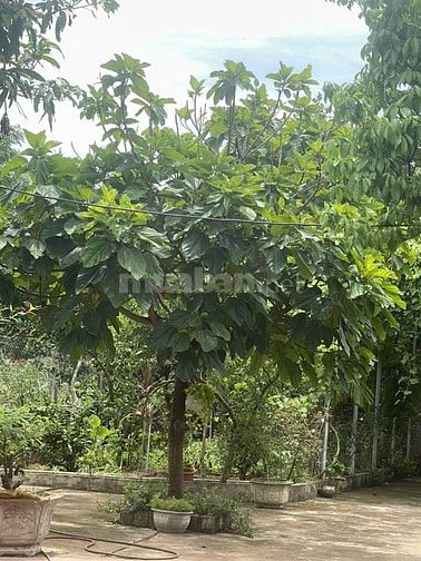 Bán nhà vườn đầy đủ tiện nghi chỉ việc xách vali về ở.