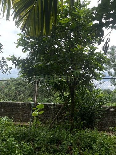 Bán nhà vườn đầy đủ tiện nghi chỉ việc xách vali về ở.