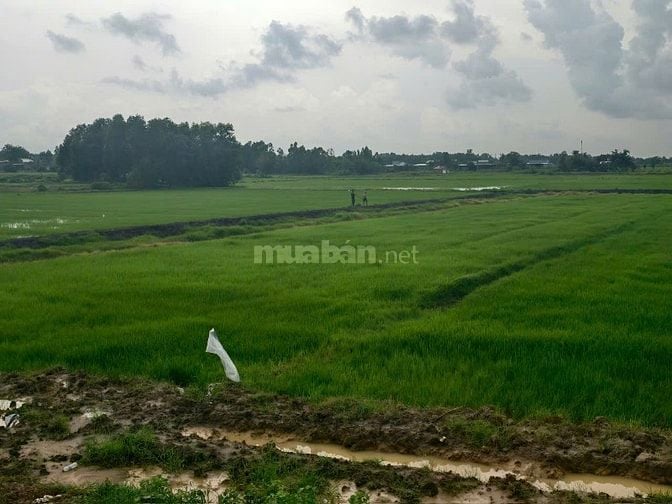 8.500 m2 đất mặt tiền HCM Đức Hòa, liền kề 2 KCN..giá ngộp bán gấp