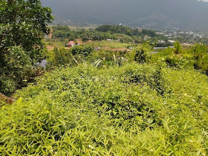 CC bán đất gần ĐH QG Tiến xuân, thạch thất, HÀ NỘI 20000M, 14,5 TỶ