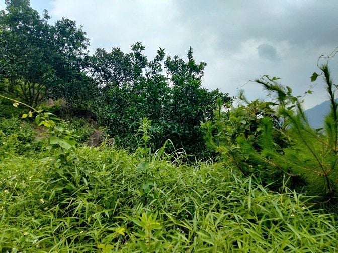 CC bán đất gần ĐH QG Tiến xuân, thạch thất, HÀ NỘI 20000M, 14,5 TỶ