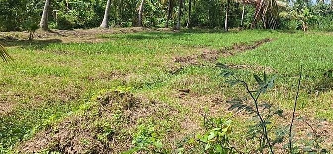 Bán đất vườn Thạnh Ngãi Mỏ Cày Bắc Bến Tre _ đất đẹp lắm chỉ 950tr 